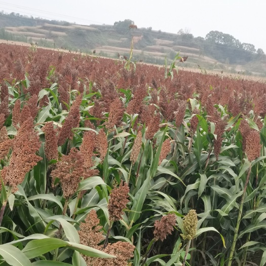 沁县白高粱  高粱大量上市  数量大 质量佳  需要的老板联系