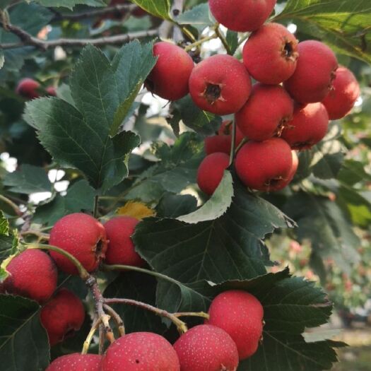 肃宁县 大金星山楂