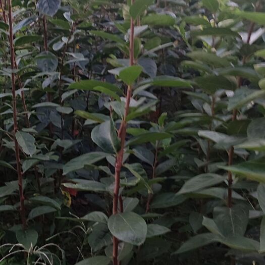 泰安柿树苗 一年嫁接壮苗  数量可出2000棵 成活率高！