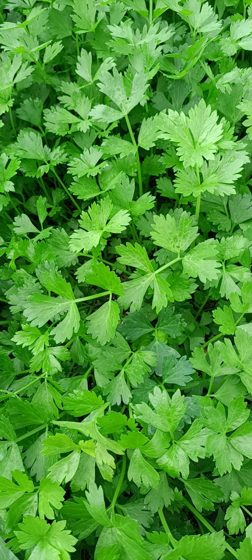 芹菜苗，品种皇后，精品穴盘苗