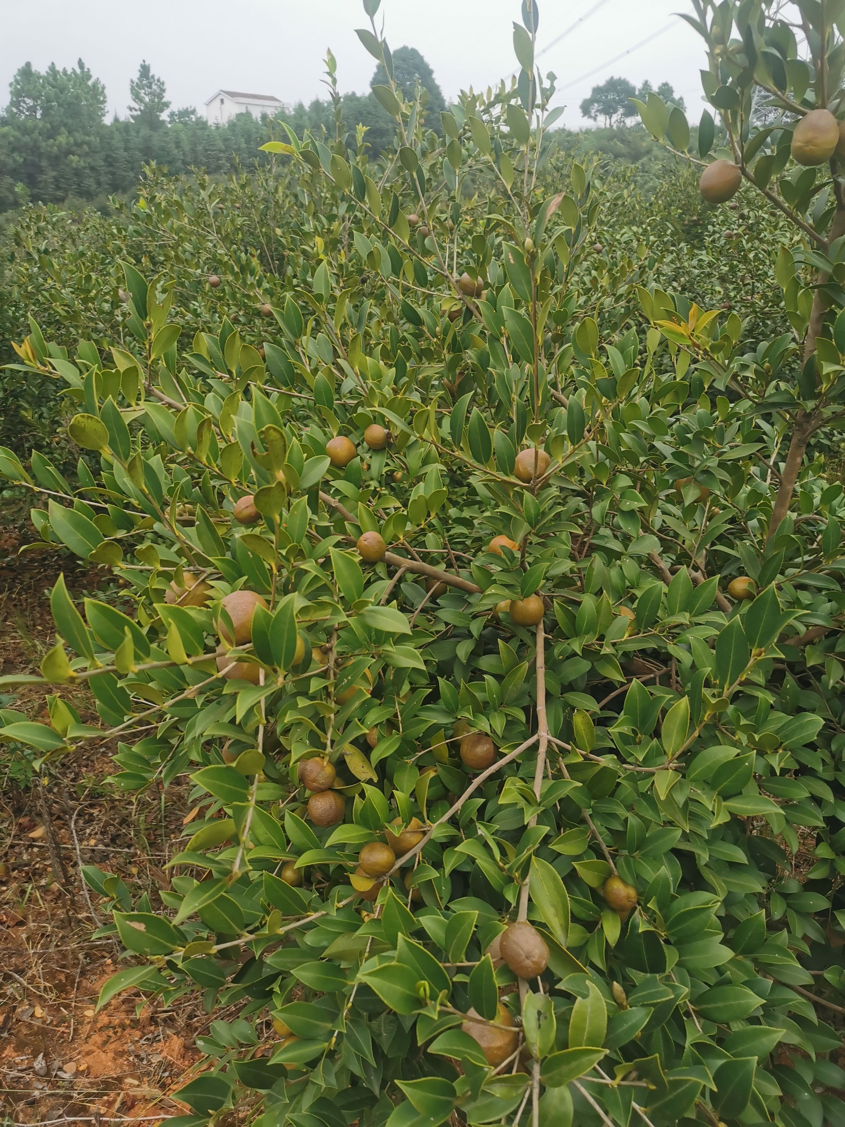 野生油茶籽   湖南油 500吨油茶青果上市，，树龄12年，