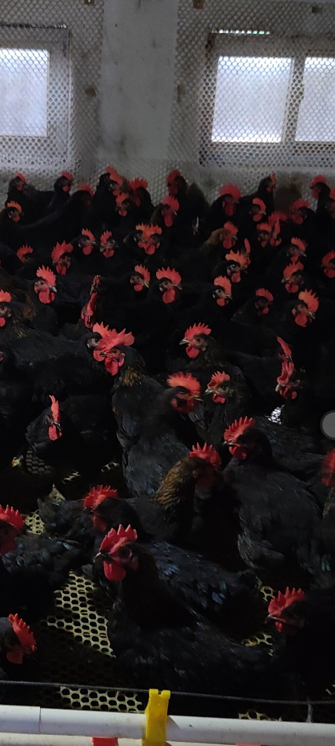 黑鸡苗  青年黑凤鸡