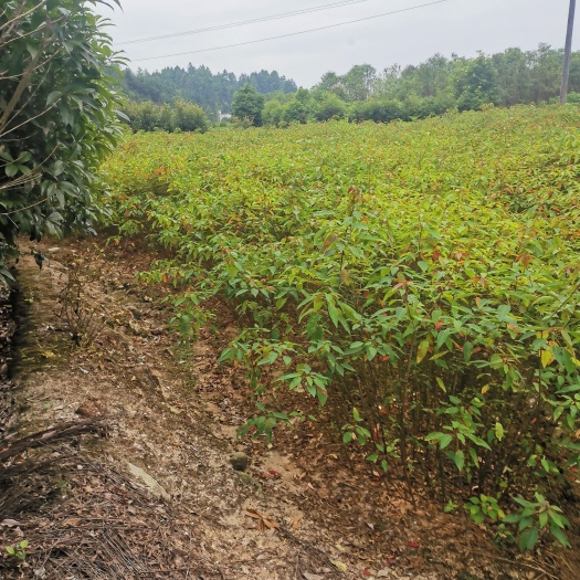 奉新县山乌桕小苗，江西乌桕小苗价格，会埠张家苗木合作社供应信息