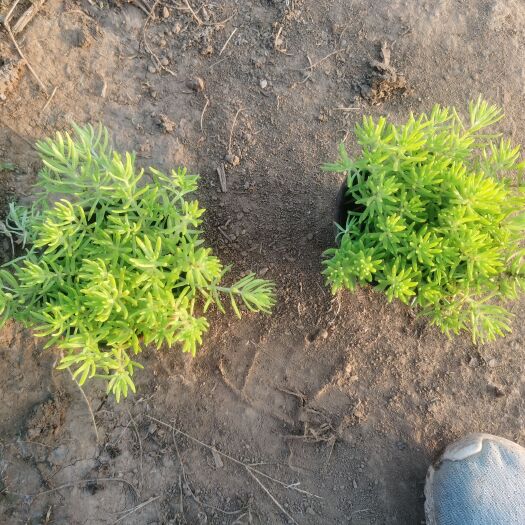 青州市金叶佛甲草杯苗穴盘苗托盘 双色盆金叶佛甲草
