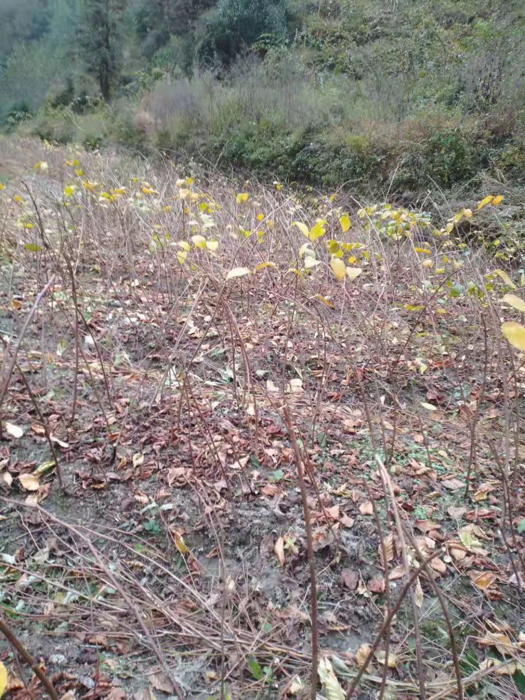 猕猴桃苗  猕猴桃实生苗水洋桃苗