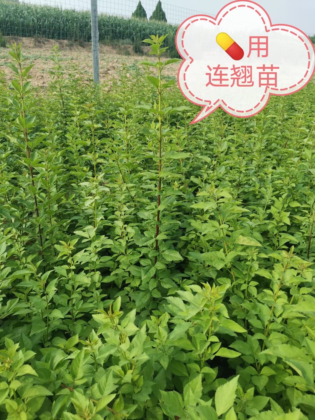 山西绛县金叶连翘苗优质种苗批发