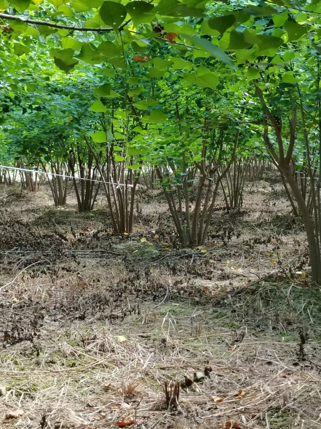 丛生乌桕（小苗）