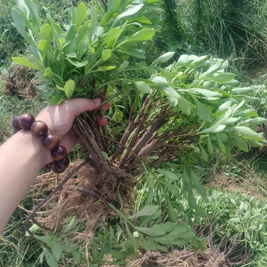莱西市 救心菜，费菜，养心菜