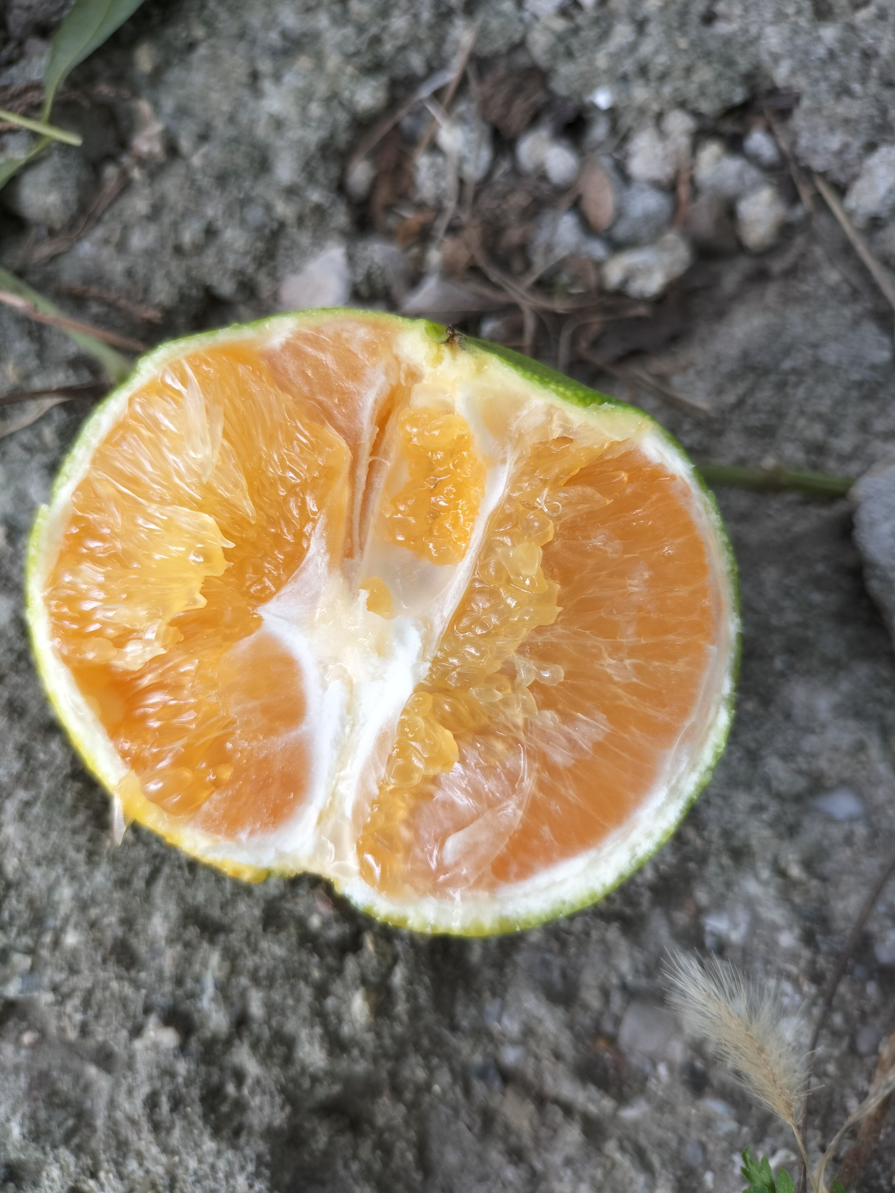 【推荐】九月红脐橙    湖北秭归脐橙，一年四季供应。