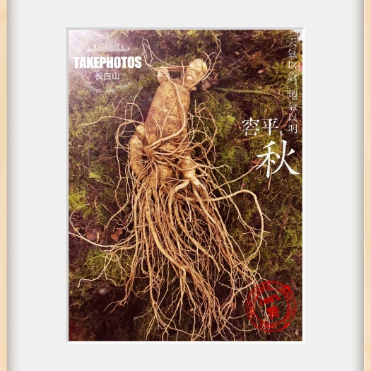 园参  长白山鲜人参，产区直发，新出土大鲜参，颗颗精品，快来