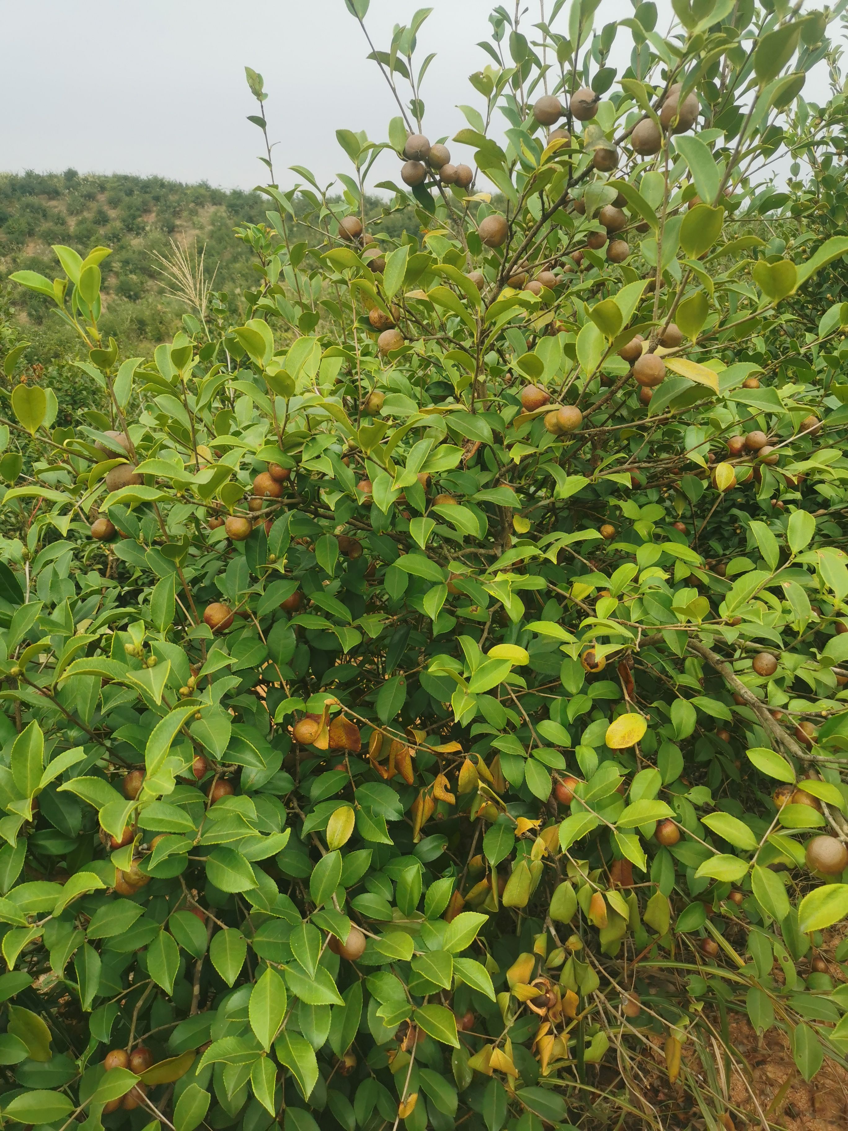 野生油茶籽   湖南油 500吨油茶青果上市，，树龄12年，