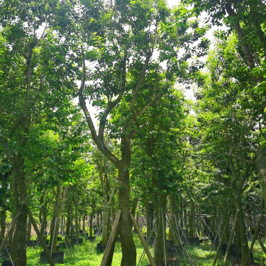普宁市 骨架铁冬青移植苗现货供应