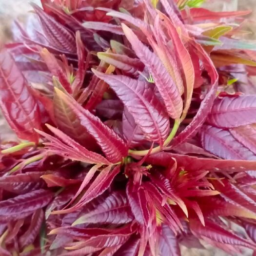 六盘水云贵高原红油香椿芽露天种植自然生长营养丰富