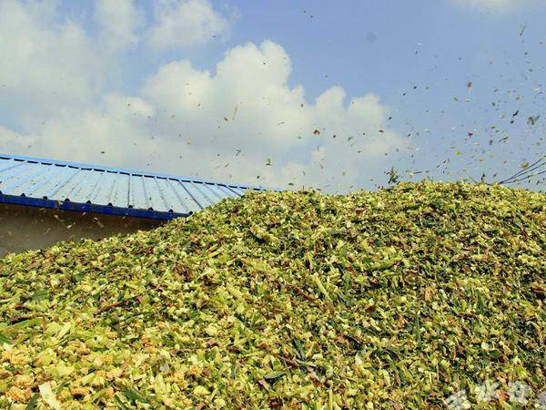 玉米纤维 玉米青储，黄储，发酵好，牛羊最爱物美廉价280～