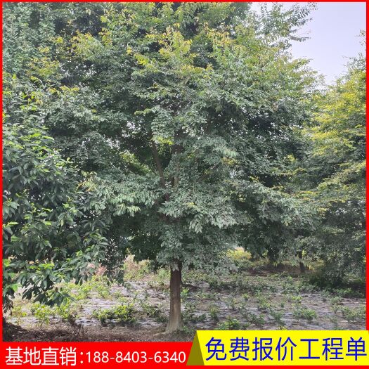 成都朴树  行道绿化苗木