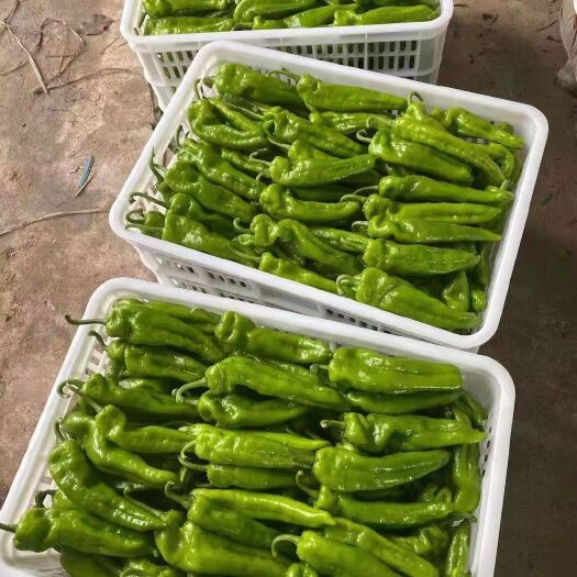 夏邑县青泡椒  301泡椒