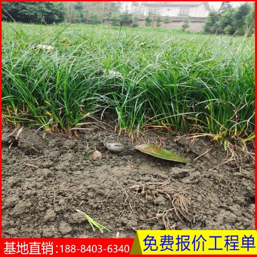 成都麦冬草  麦冬 沿阶草基地直销 庭院花镜 绿化工程用苗