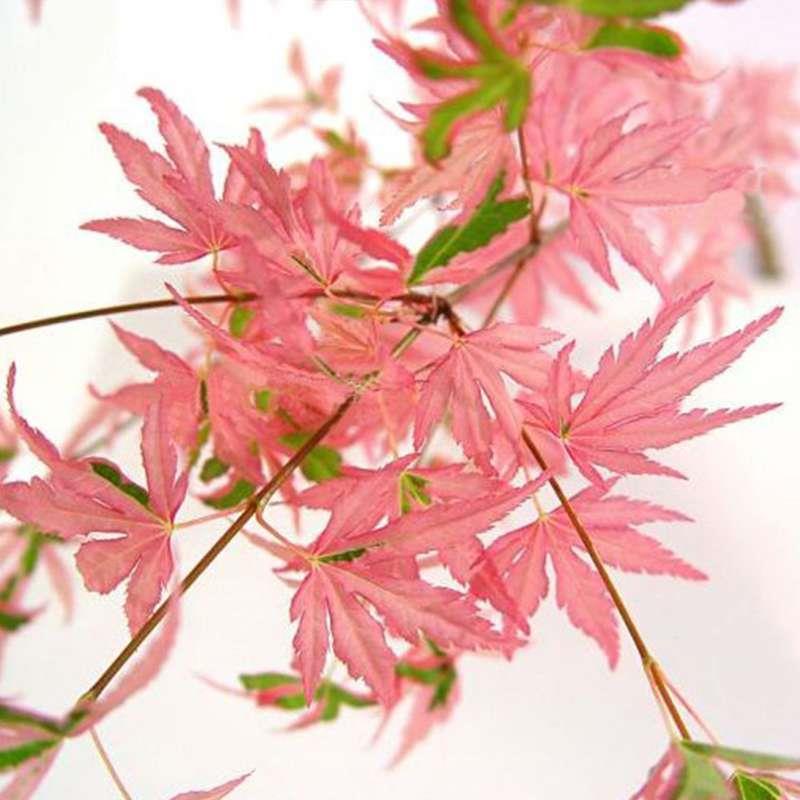 日本红枫，泰勒枫树，属于彩色枫树系列