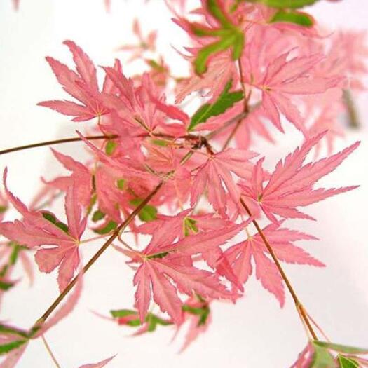 沭阳县日本红枫，泰勒枫树，属于彩色枫树系列