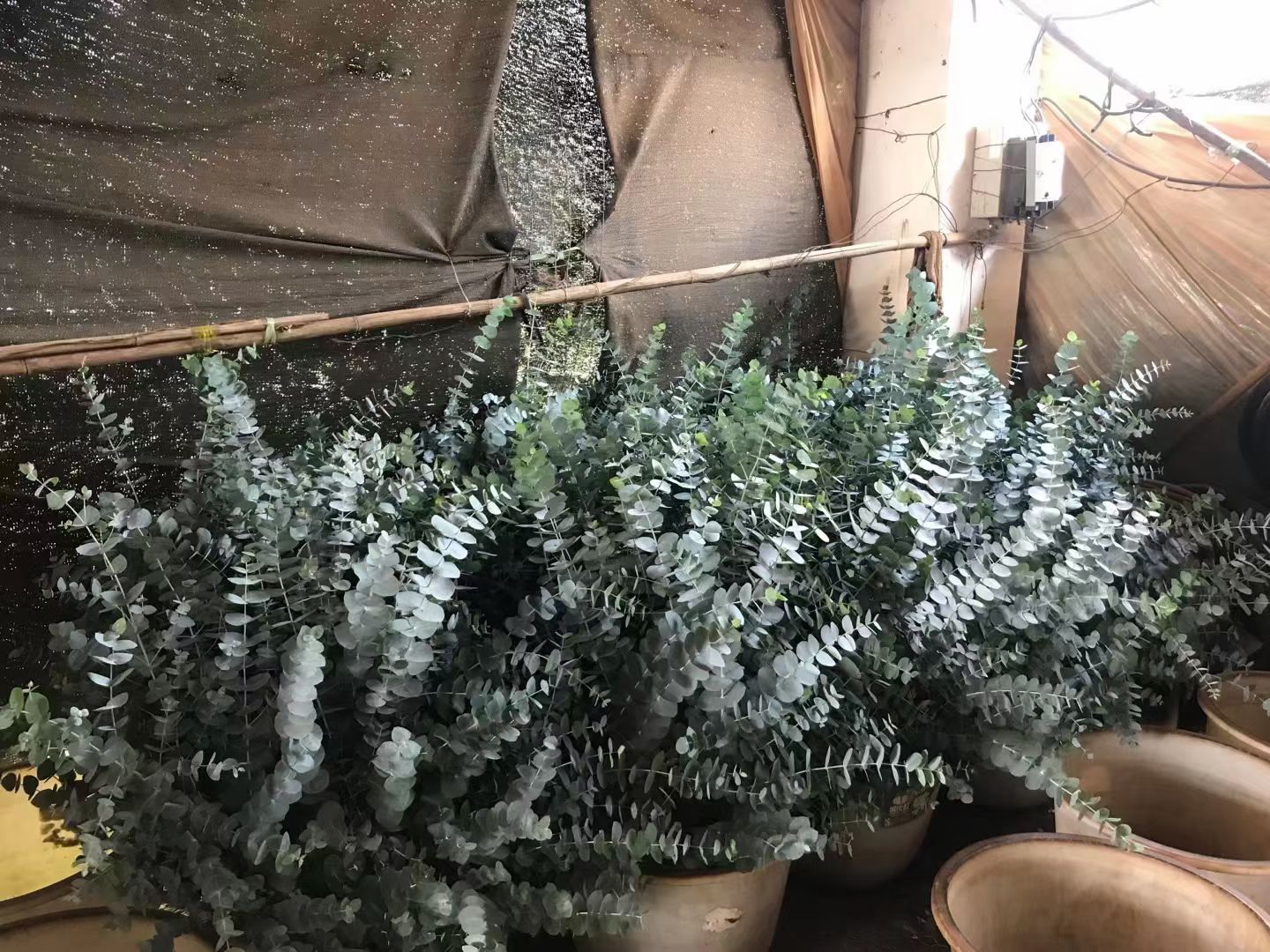 尤加利叶阔叶圆叶昆明美观基地直销量大优惠