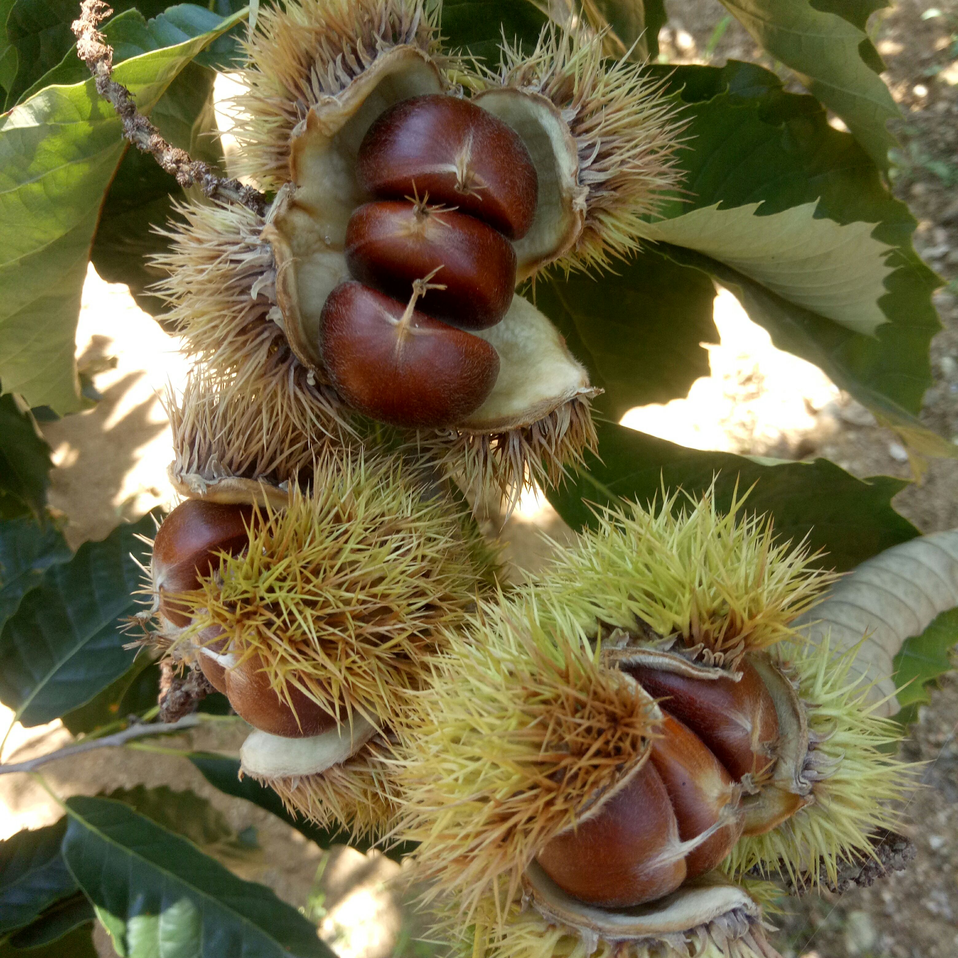 迁西板栗 河北板栗