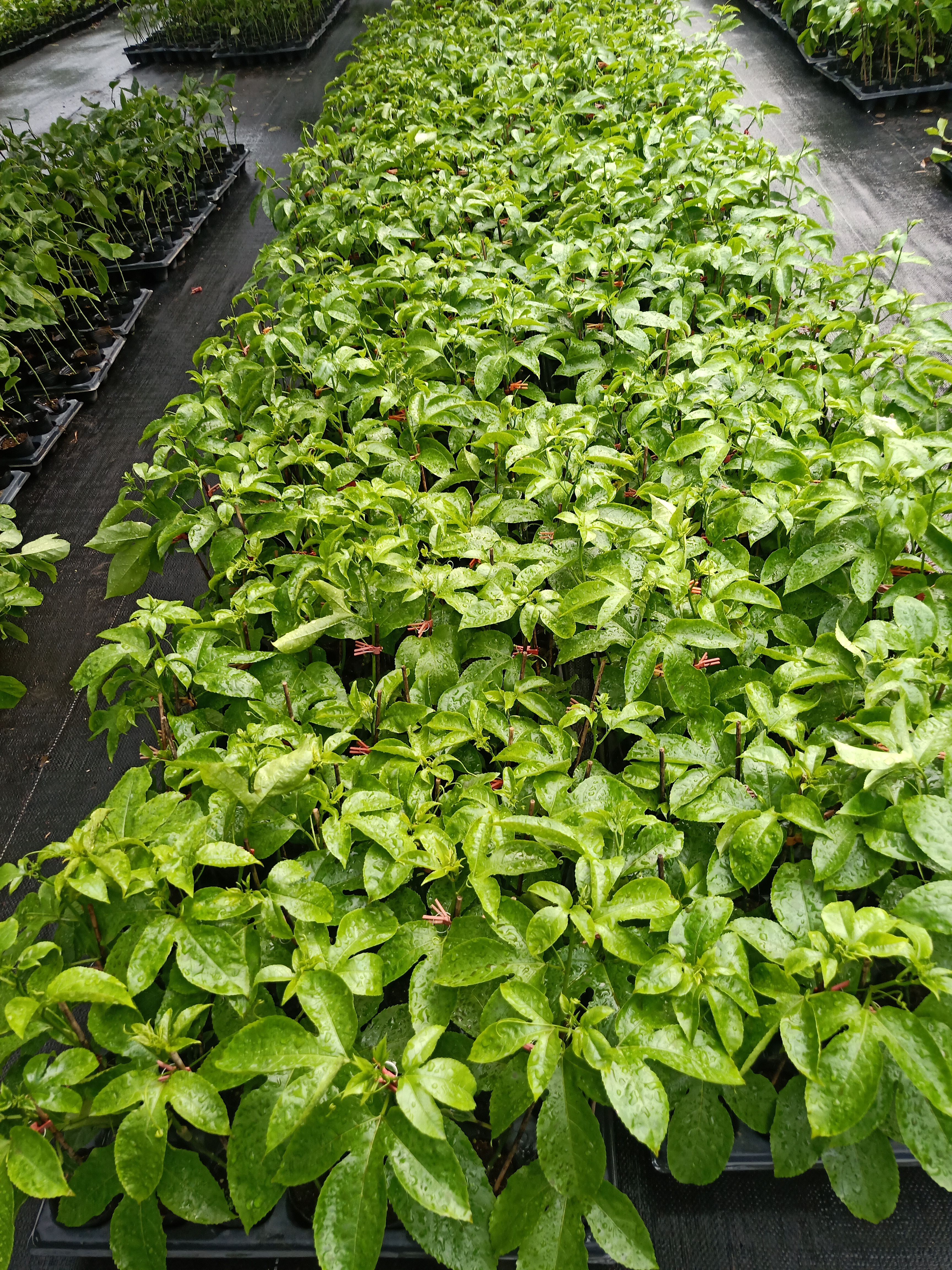 台农一号百香果苗  百香果苗