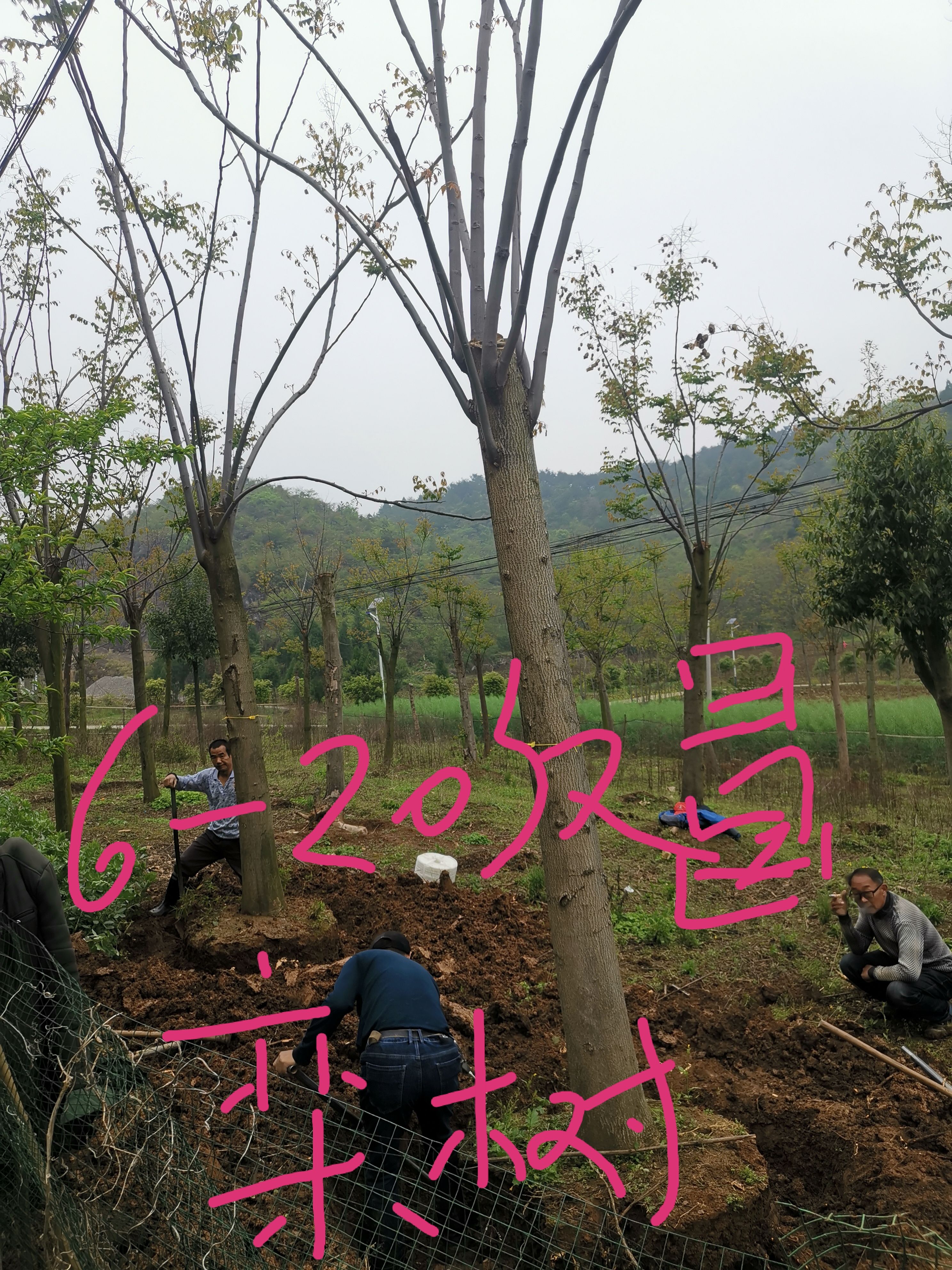 黄山栾树  栾树