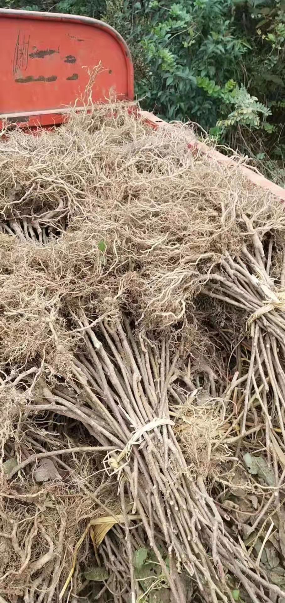 猕猴桃苗  猕猴桃实生苗水洋桃苗