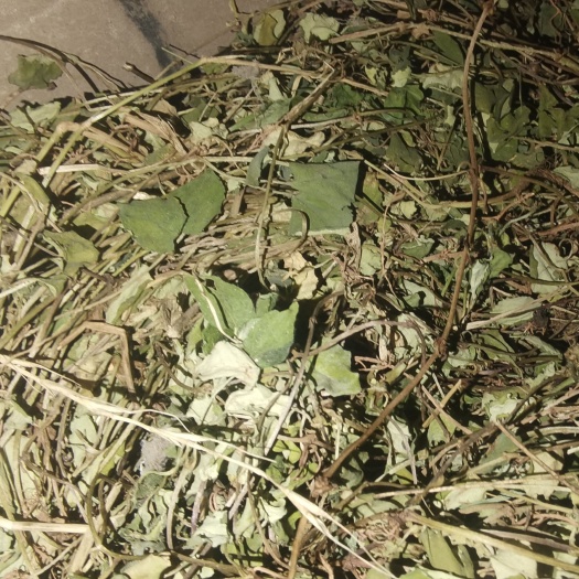 荣县金钱草，四川，干净无杂，纯正，绿叶，高含量