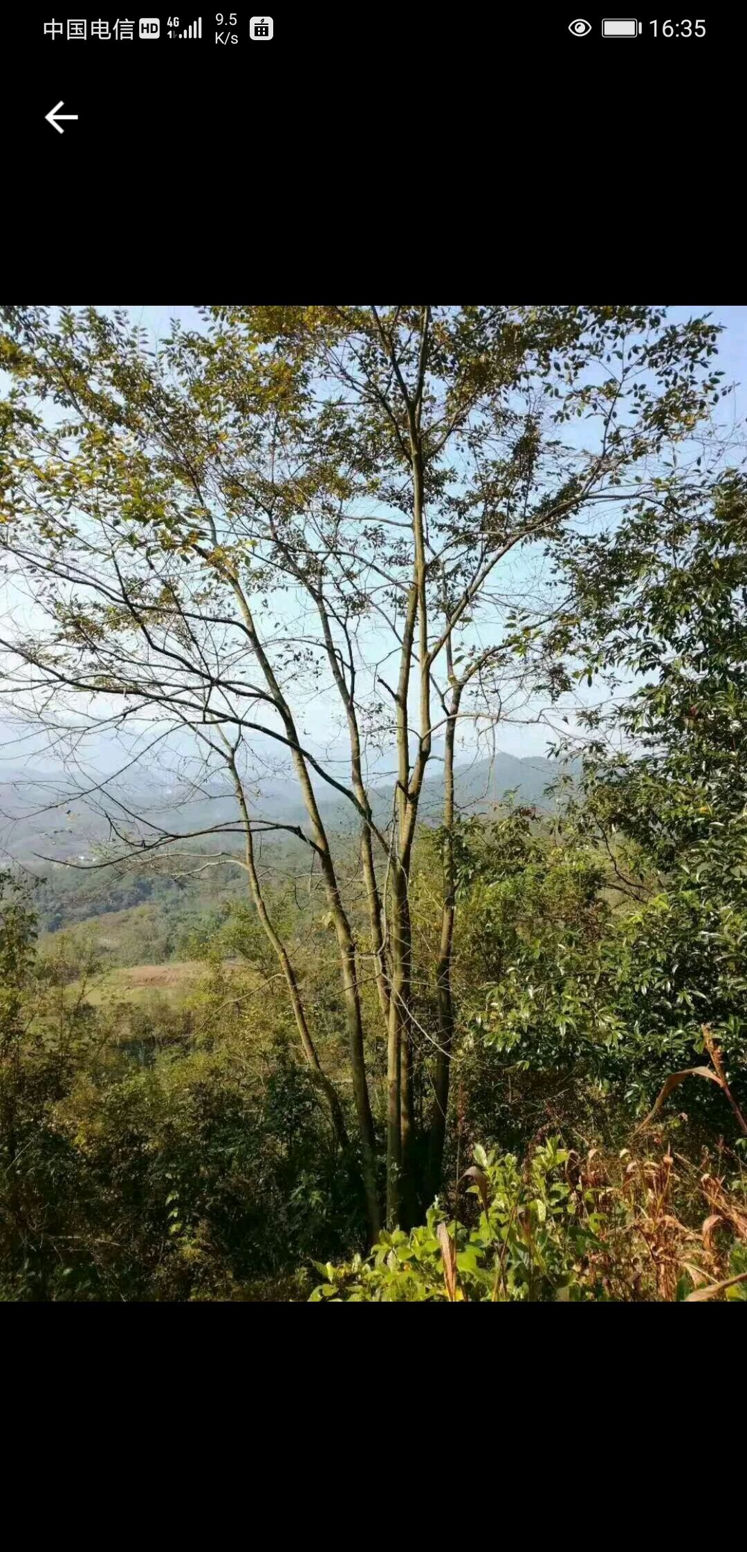 小叶朴  15-60公分大朴树