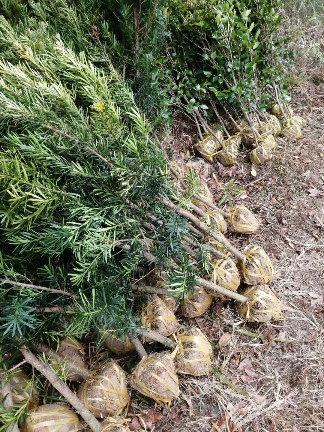 罗汉松产地批发4公分，诚信经营，全国发货，自产自销苗圃直供