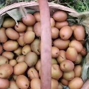 洛宁县药食沙梨，咳嗽煮水，蒸食酸甜利口，泡酸梨腌梨佳品