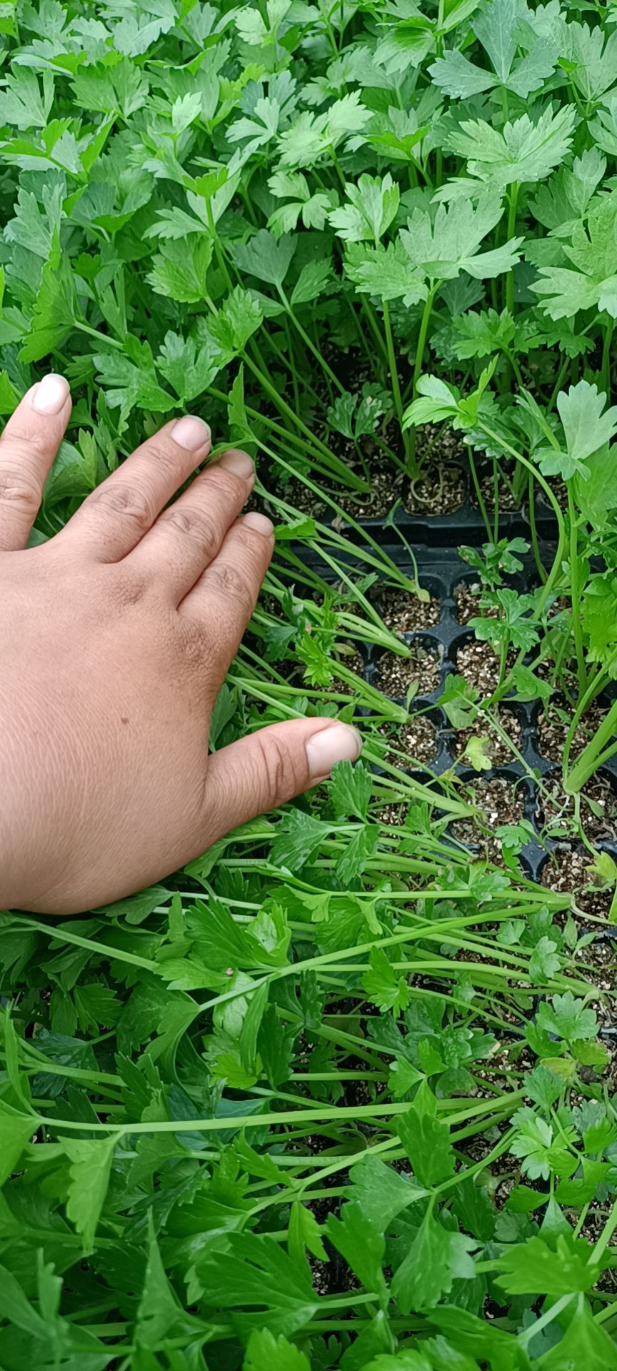 芹菜苗，品种皇后，精品穴盘苗