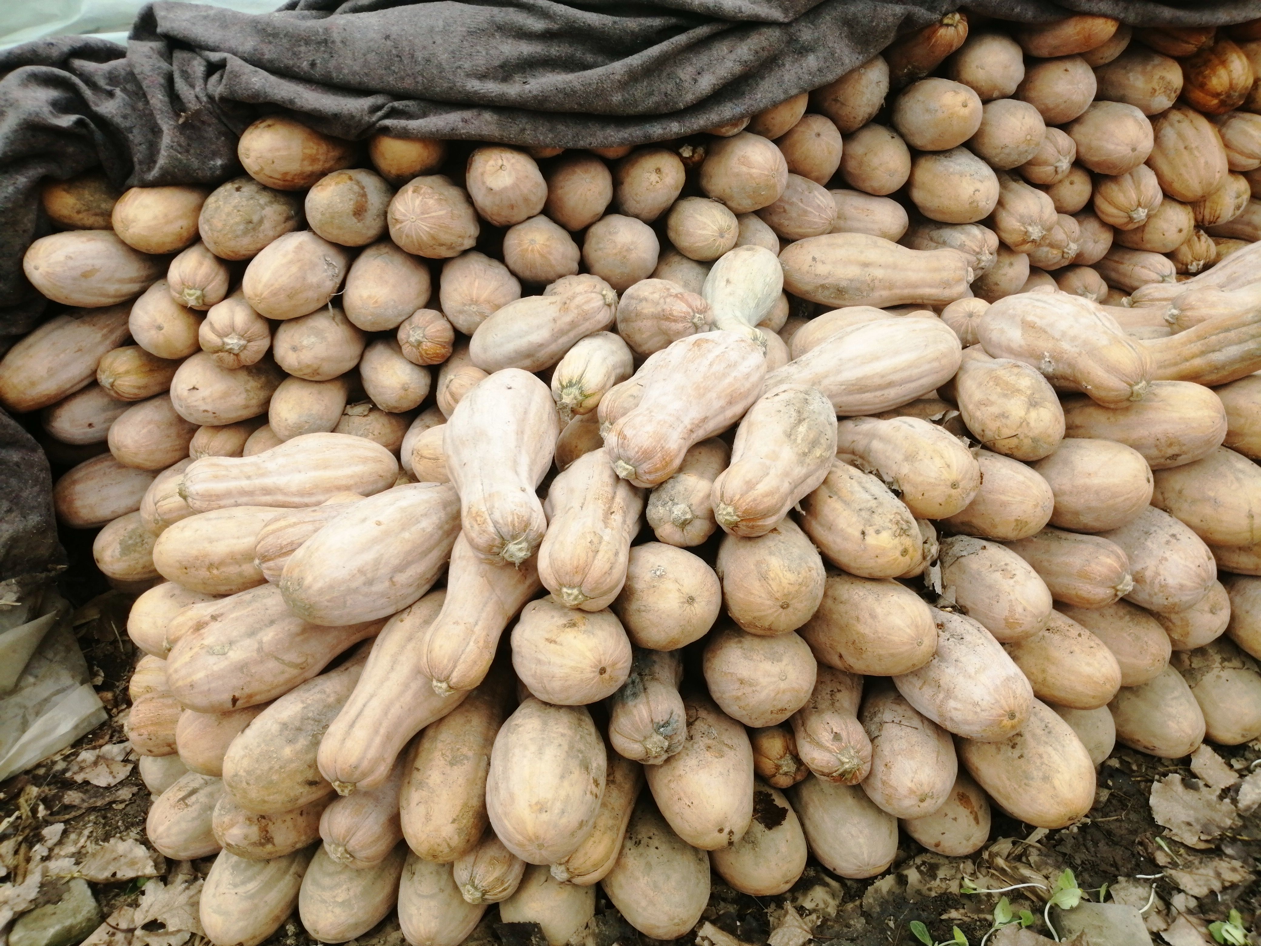 蜜本南瓜  蜜本全黄南瓜5斤一15斤大量上市价格美丽。