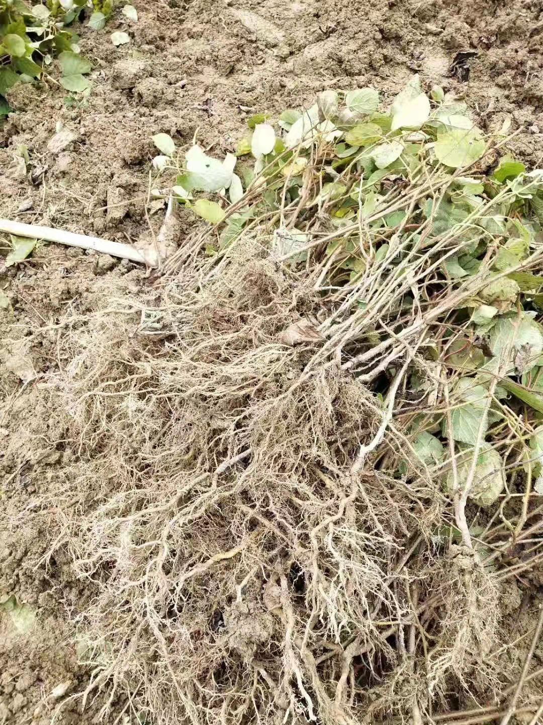 猕猴桃苗  猕猴桃实生苗水洋桃苗