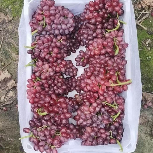 邯郸红宝石葡萄大量上市