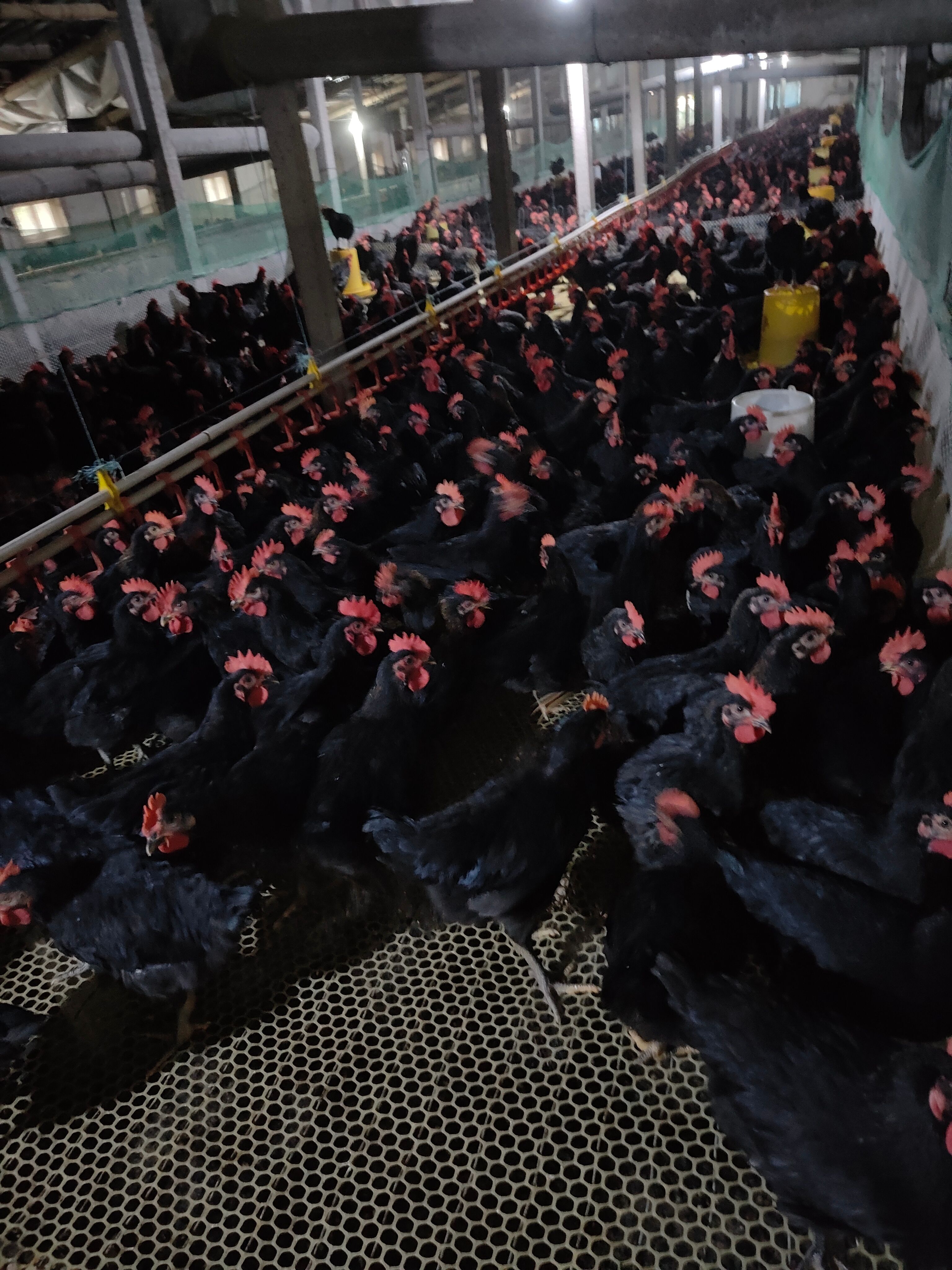 黑鸡苗  青年黑凤鸡