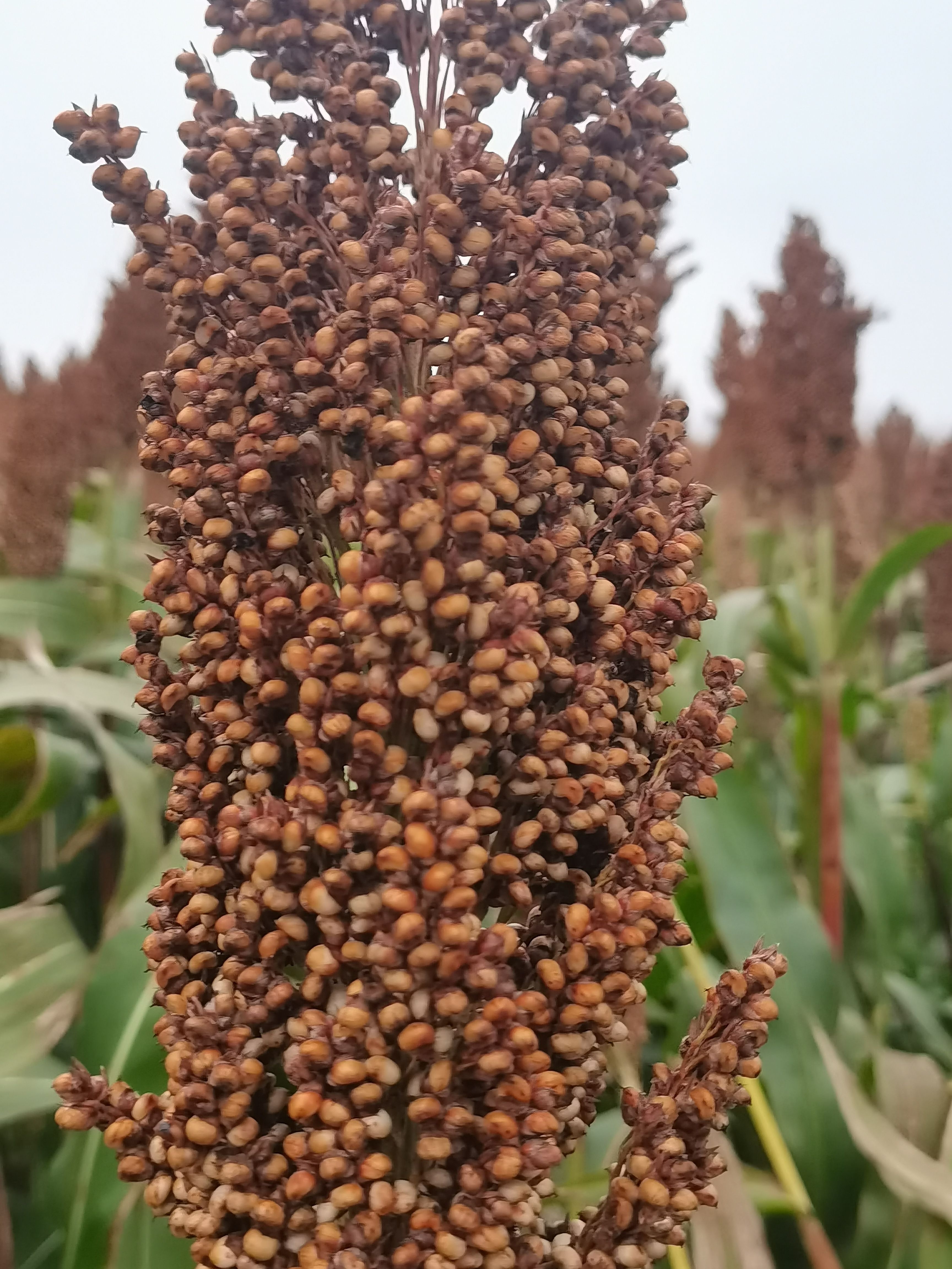 白高粱  高粱大量上市  数量大 质量佳  需要的老板联系