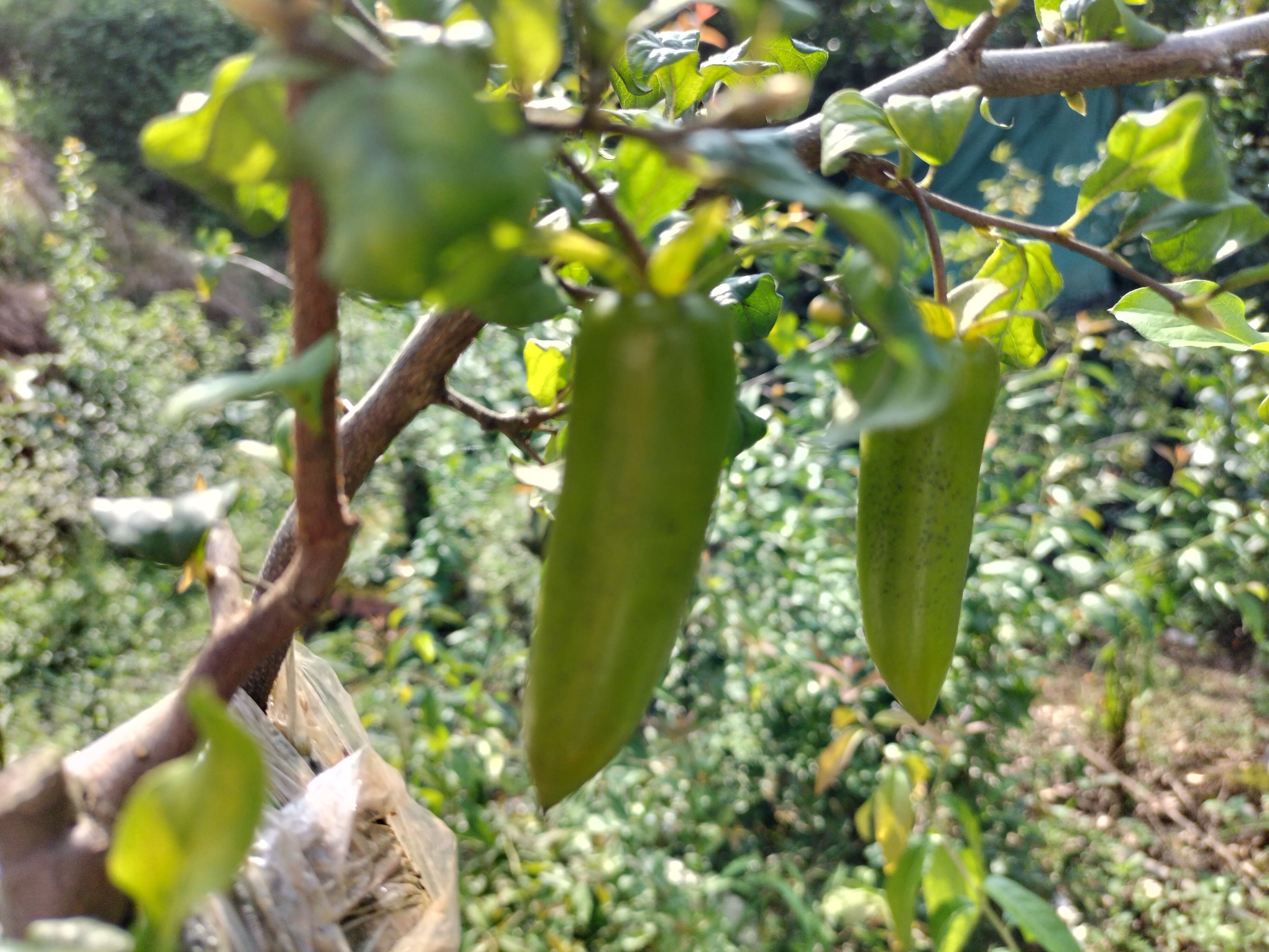 造型金弹子  老鸦柿  梦之雫，老鸦柿中的宠儿，该品种是丰果型的大长果，