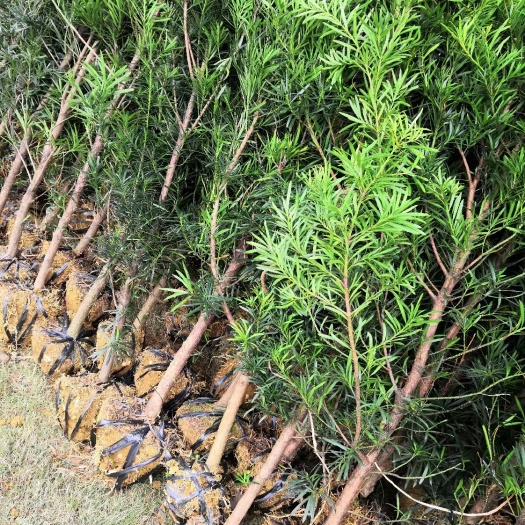 奉新县罗汉松产地批发4公分，诚信经营，全国发货，自产自销苗圃直供