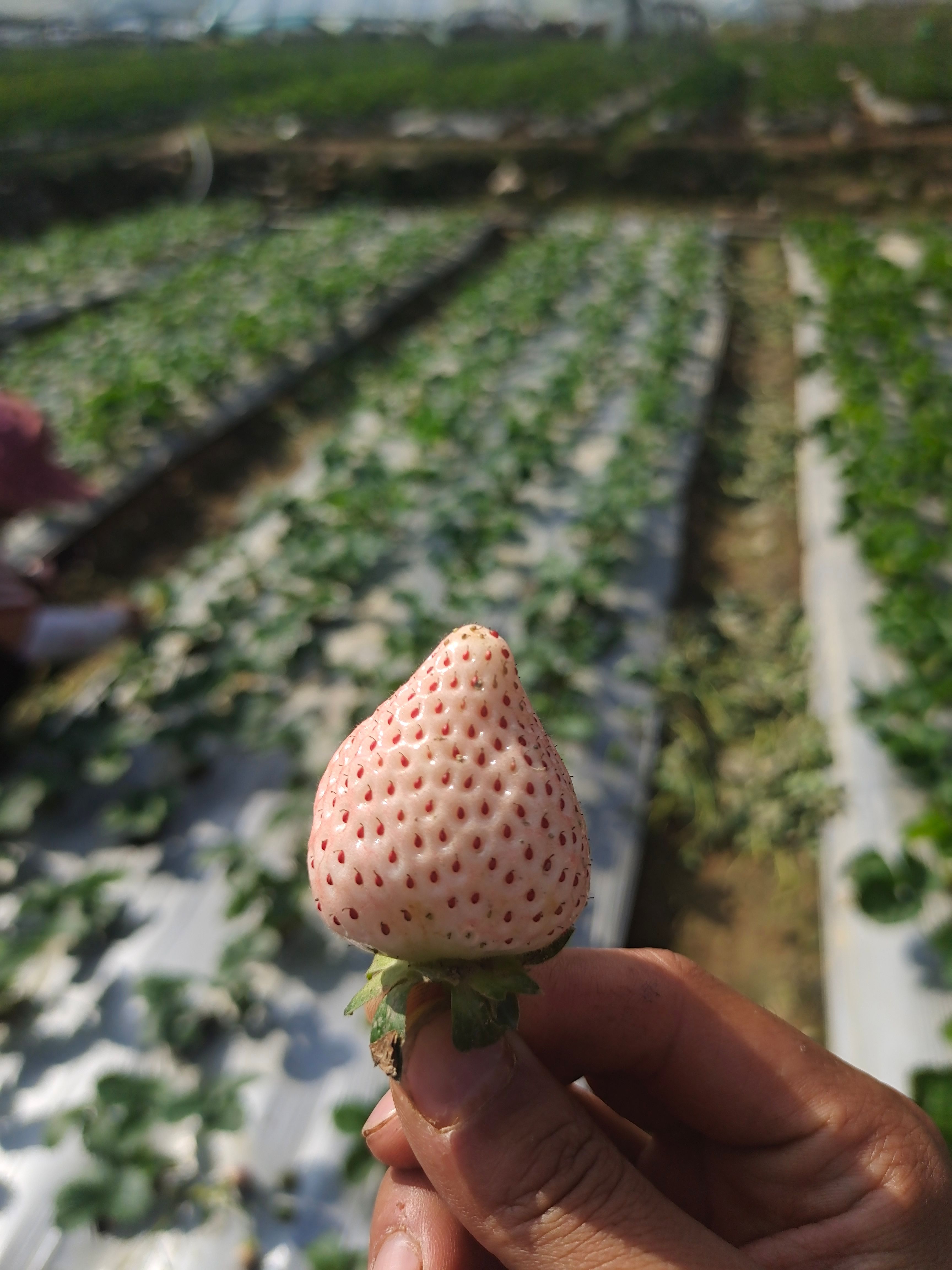 白草莓天使  梦之莹 淡雪