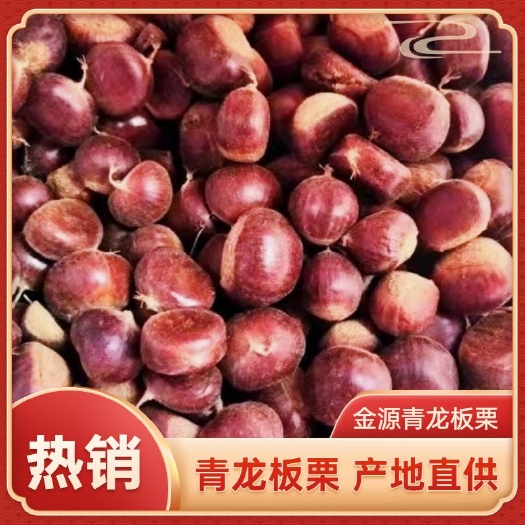 青龙县油栗  河北青龙早期3113板栗