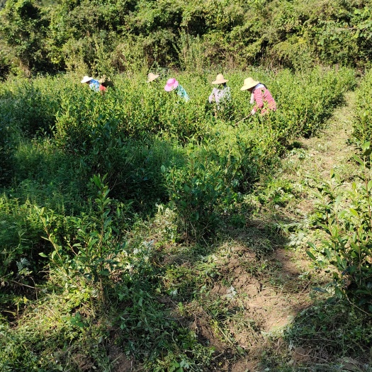 黟县太平猴魁