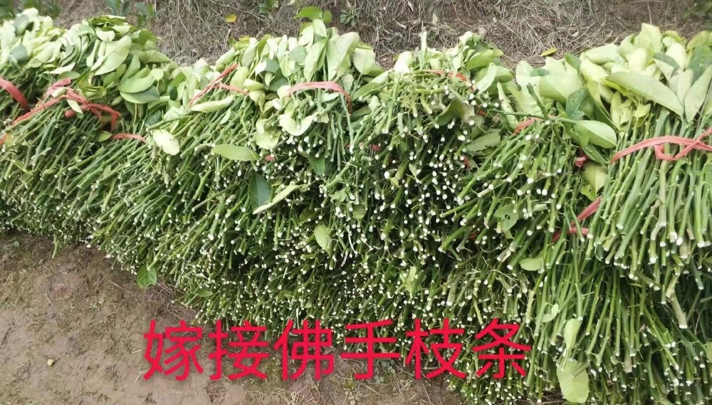 佛手苗 佛手枝条 现剪现卖 枝条新鲜 嫁接扦插均可 价格优