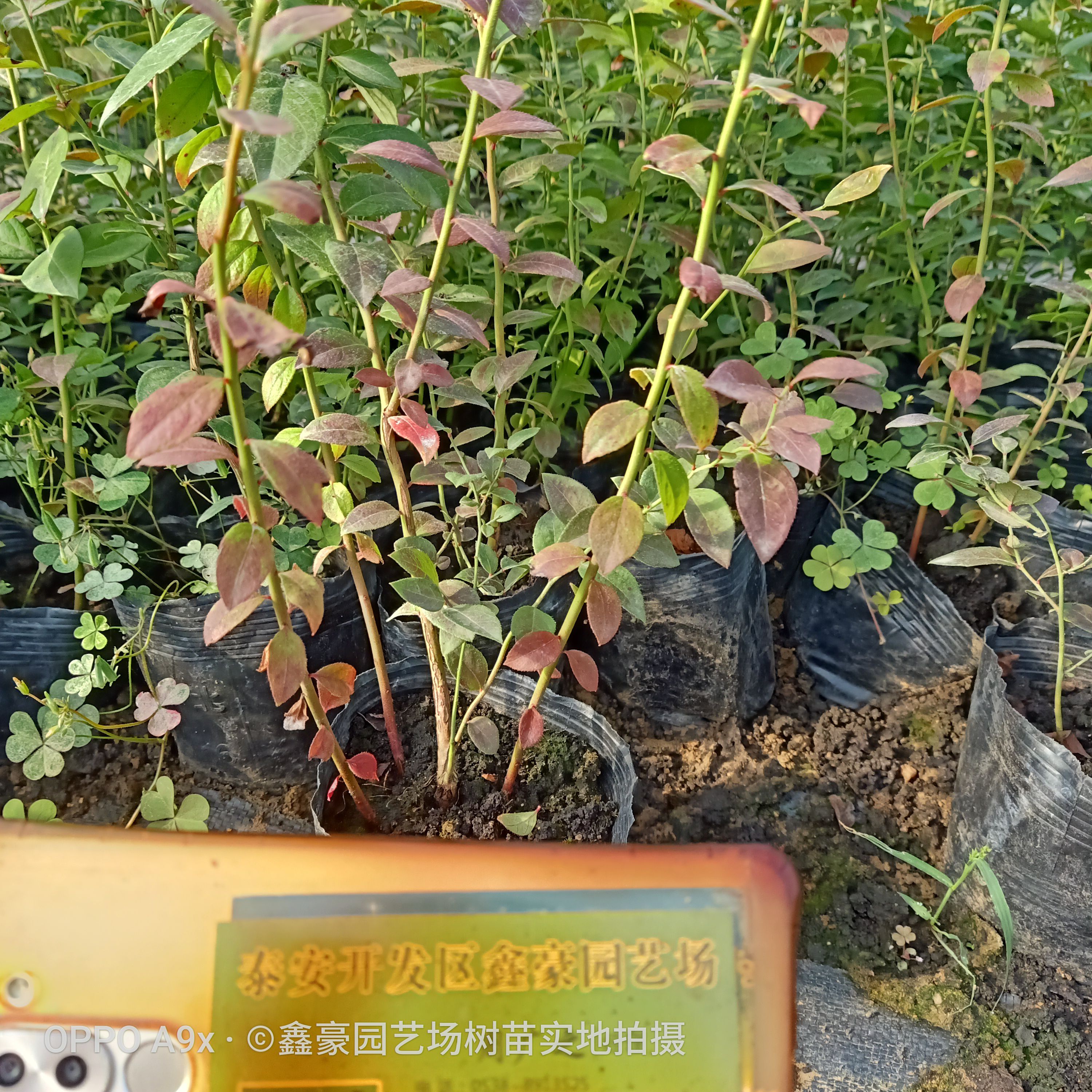 南高丛蓝莓苗  蓝莓苗品种齐全