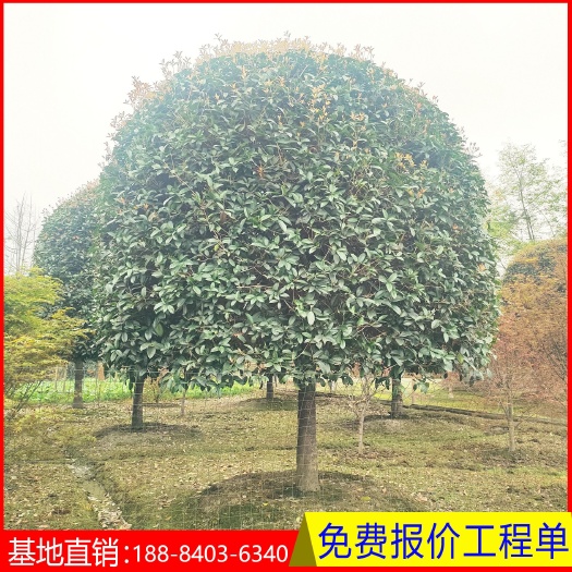 成都桂花  13-16公分桂花八月桂丹桂园林绿化桂花树