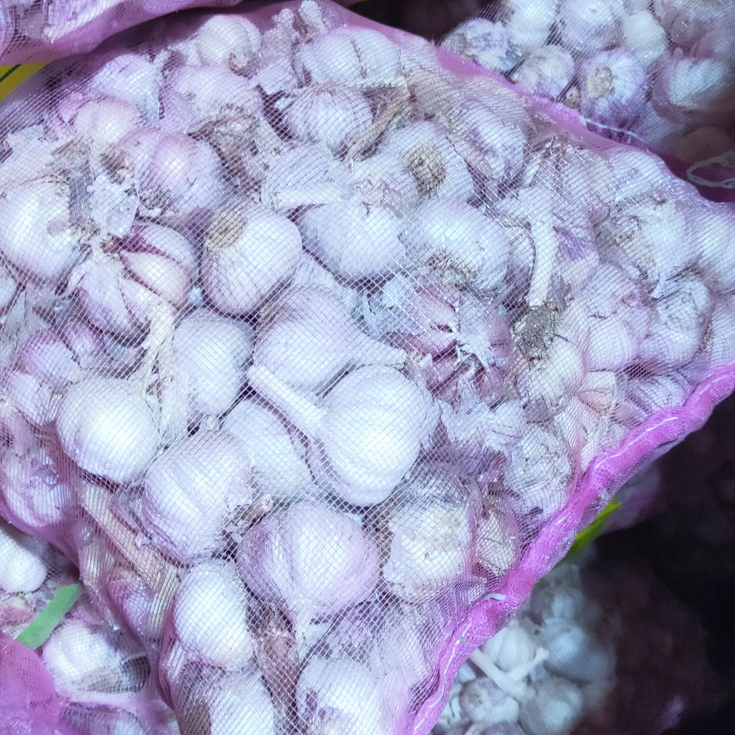 邳州市大蒜种子 小三级，蒜米料，需要的看过来