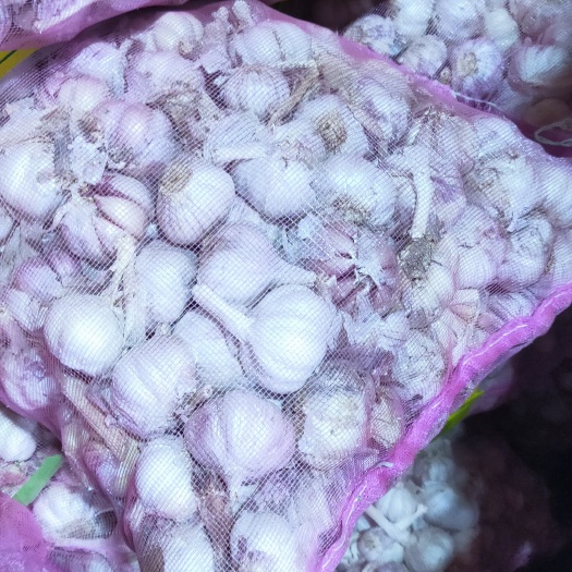 邳州市大蒜种子 小三级，蒜米料，需要的看过来