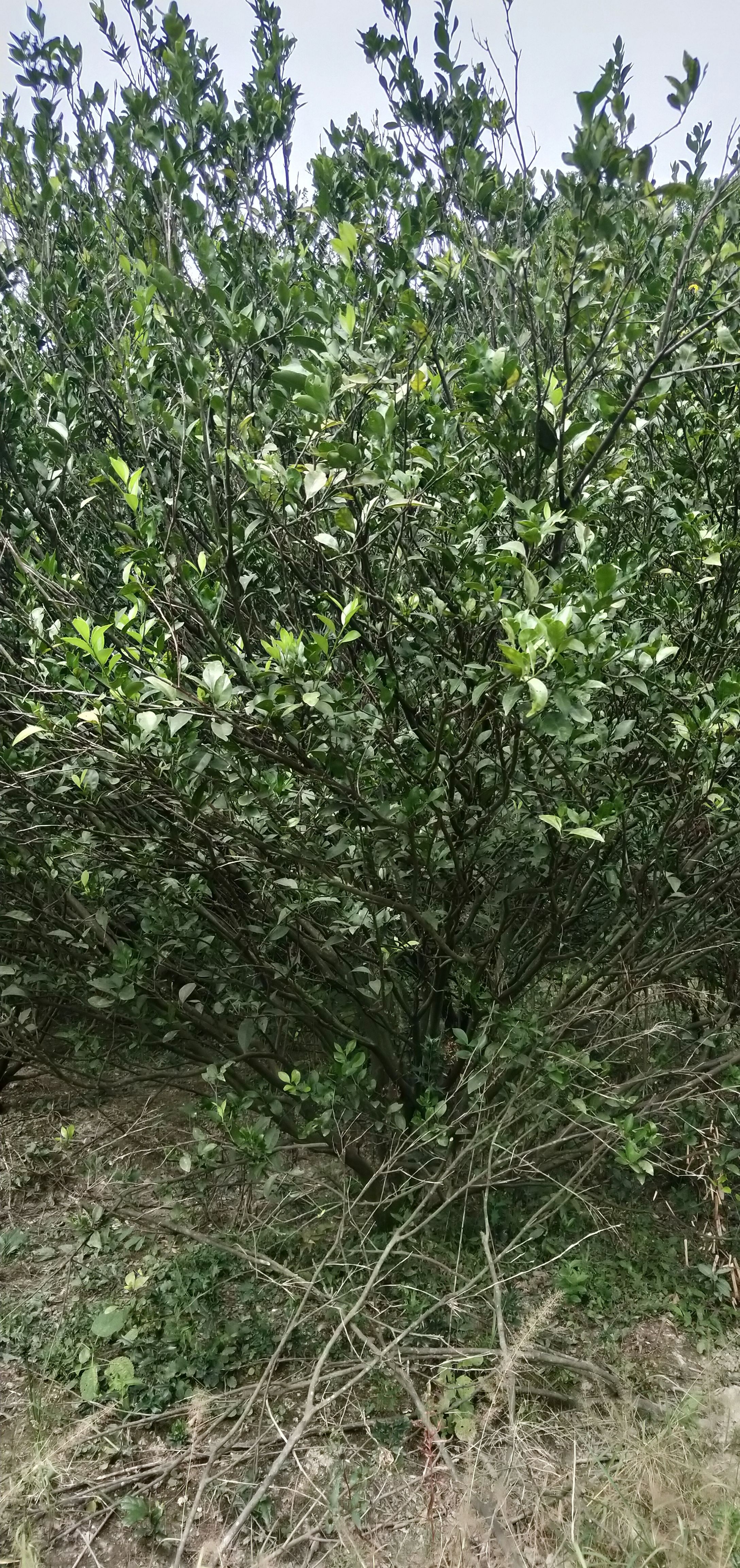 南丰蜜桔苗 南峰蜜橘