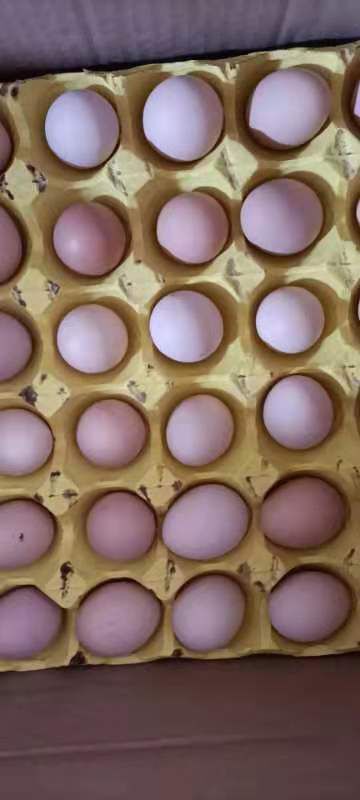 玉林普通鸡蛋  初生蛋土鸡蛋初生小土鸡蛋